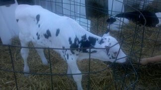 Cook's Farm Dairy-Ortonville必去景点