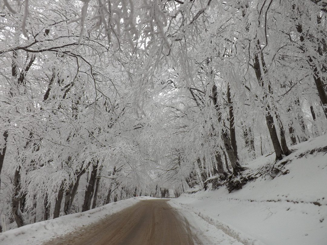 Tianetskiy Wildlife Sanctuary Sabaduri景点图片