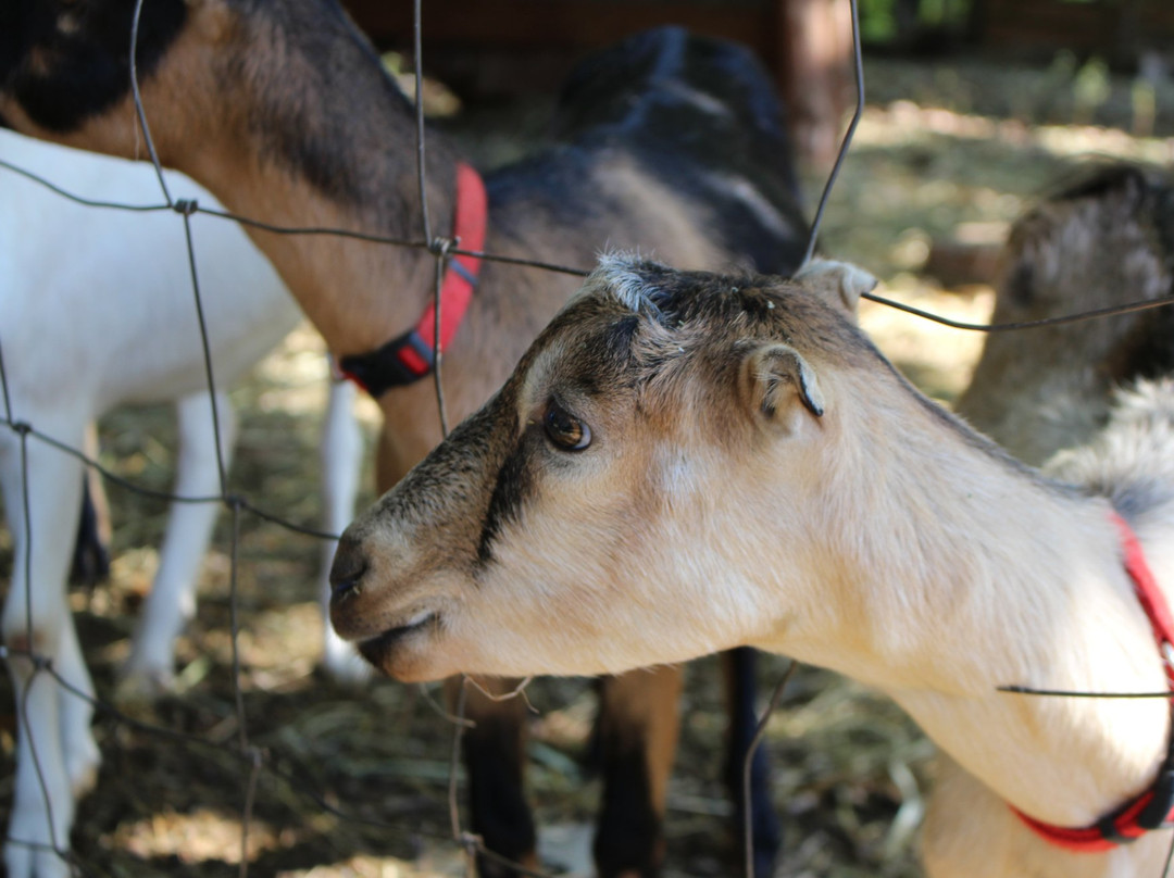 Caromont Farm-Esmont必去景点