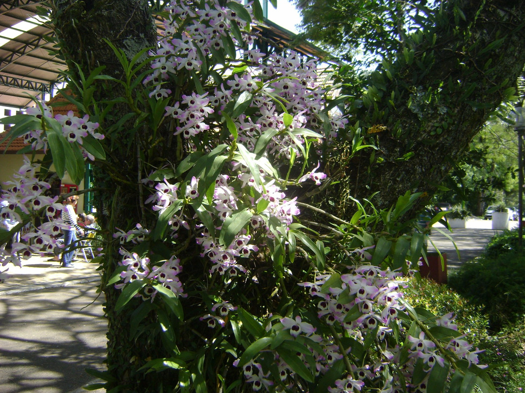 Praca do Imigrante-Dois Irmaos必去景点