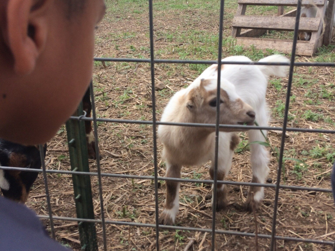 South Texas Maize-Hondo必去景点