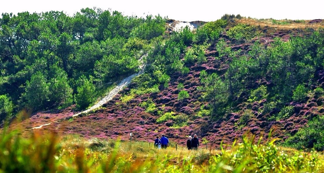 Struin Klaverblad Arrangement-Schoorl必去景点