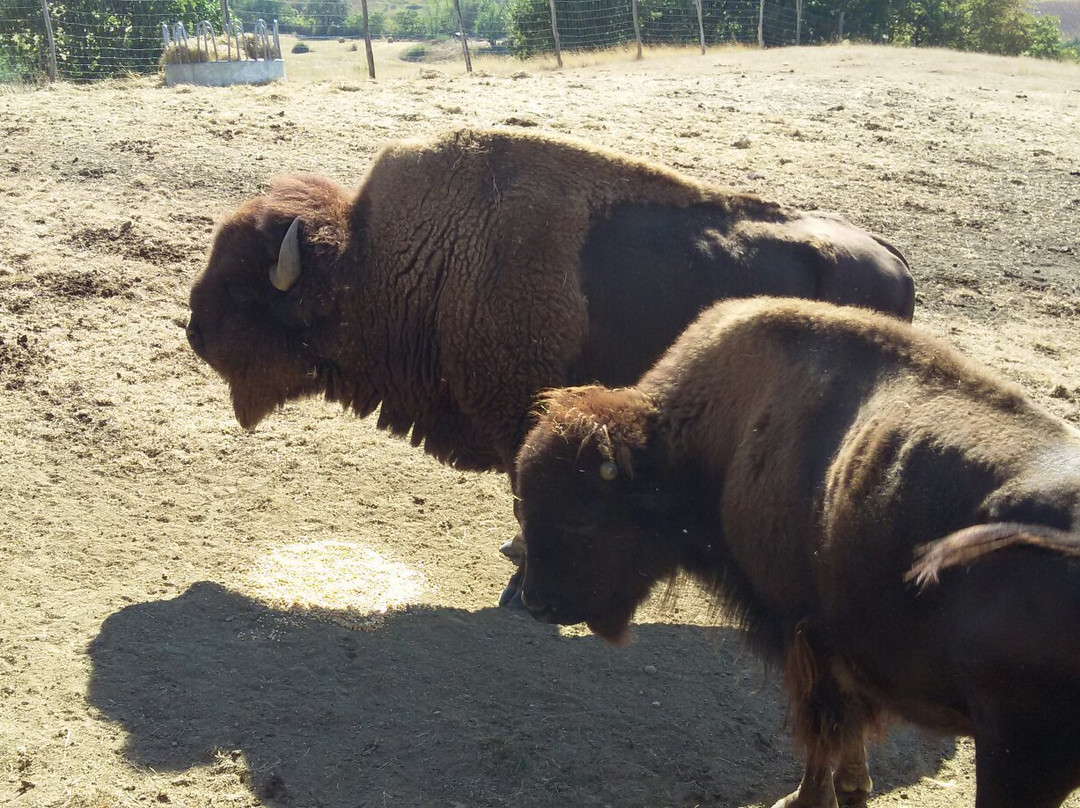 La Ferme Aux Bisons-Lapenne必去景点