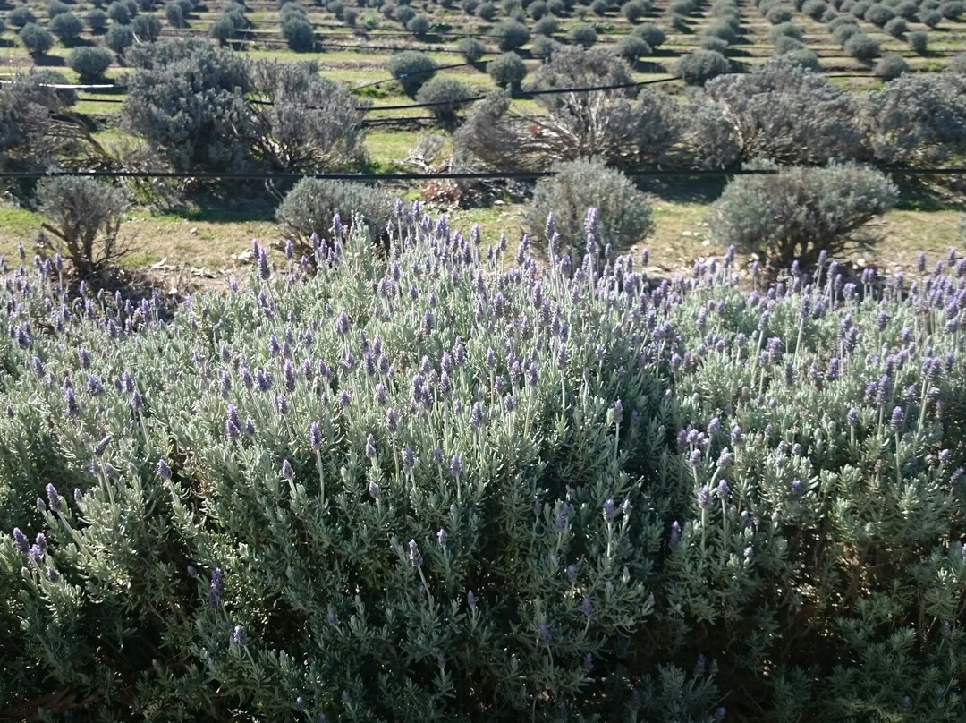 Aloomba Lavender Farm景点图片