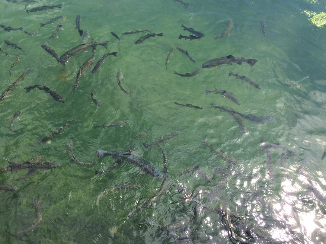 Neosho Federal Fish Hatchery-Neosho必去景点