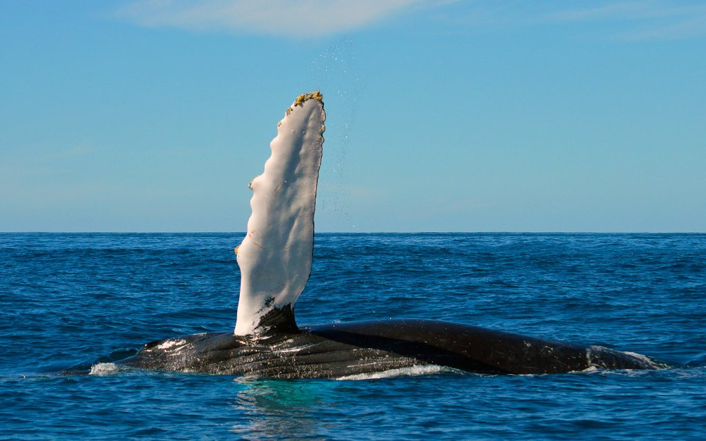 Whale Watch Tahiti景点图片