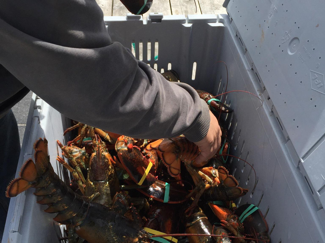 Stonington Lobster CO-OP景点图片