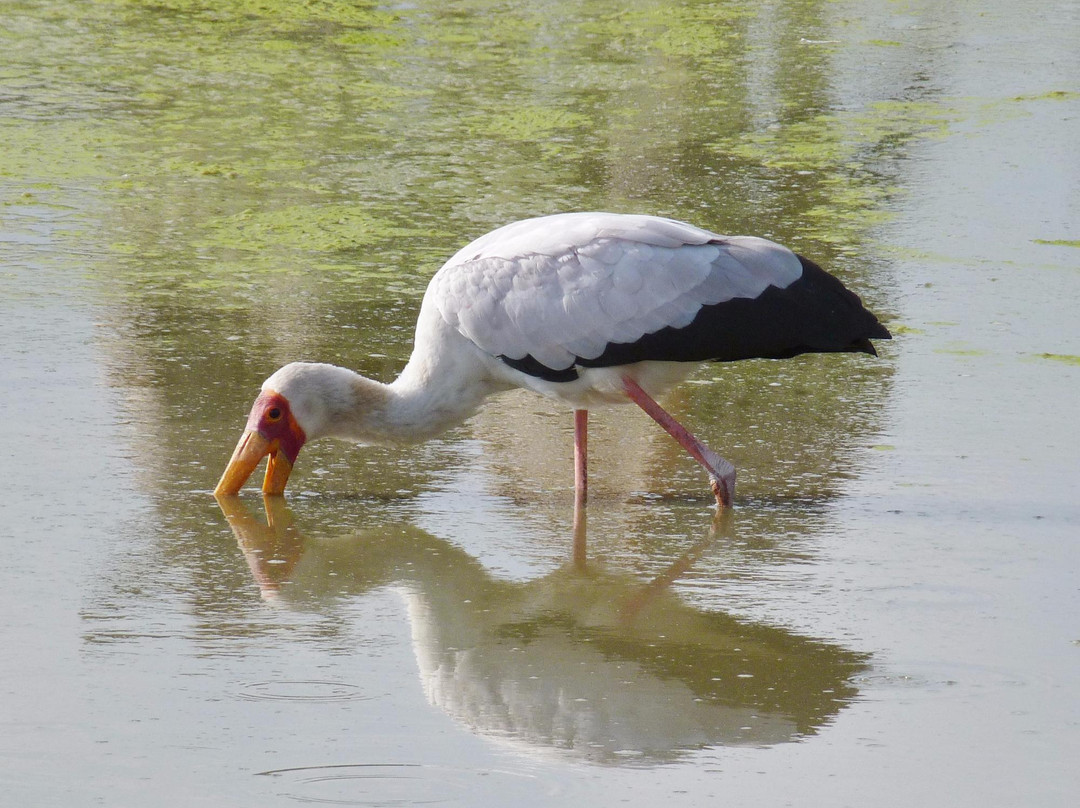 Musiara Swamp-马赛马拉国家野生动物保护区必去景点