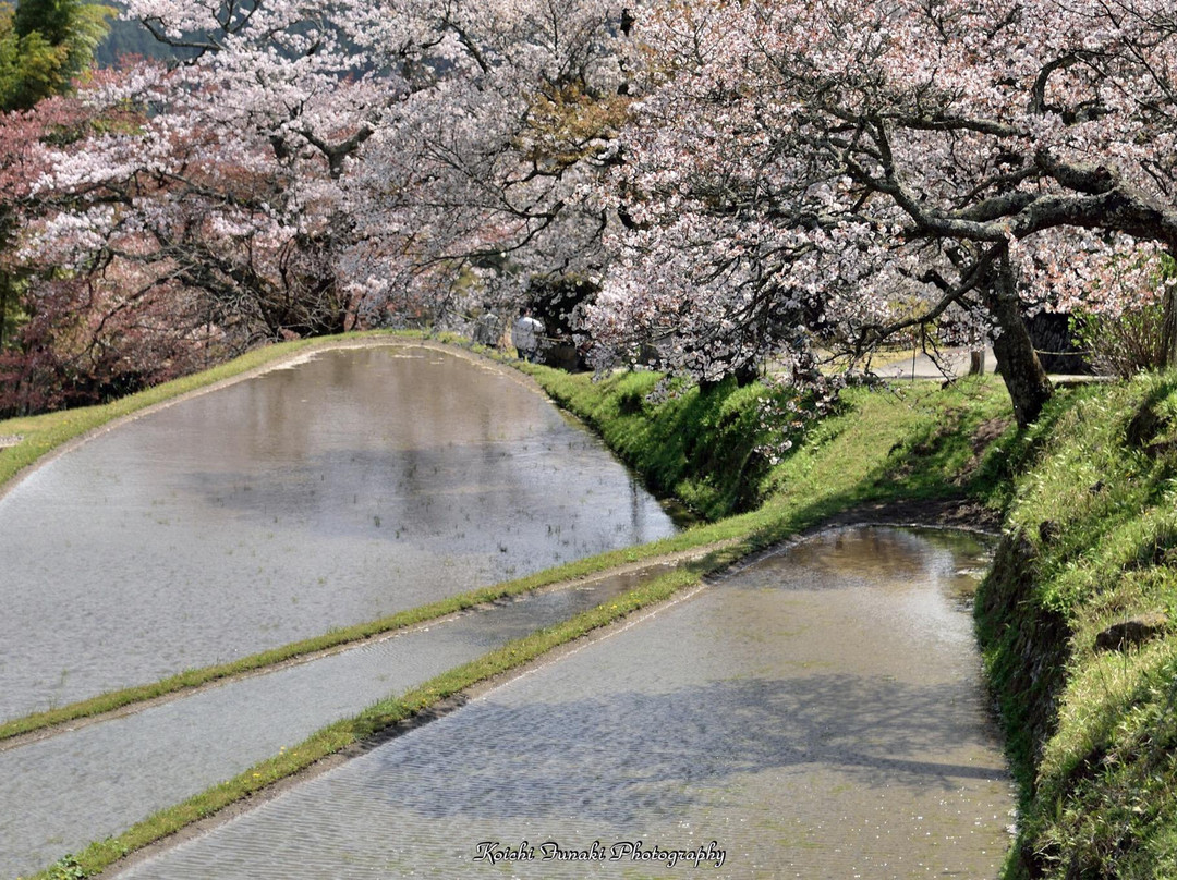 Mitake no Sakura景点图片