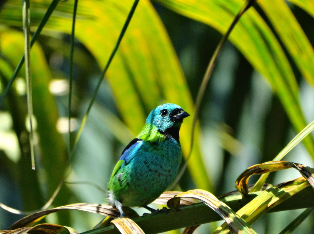 Gabriel Toledo Guide - Birds Paraty-帕拉地必去景点