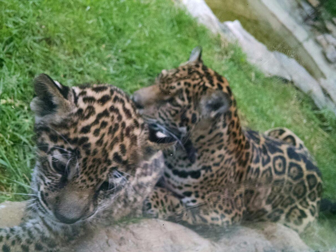 Tibasosa旅游攻略图片