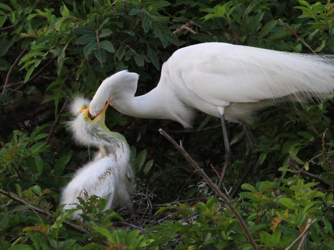 Venice Area Audubon Society-威尼斯必去景点