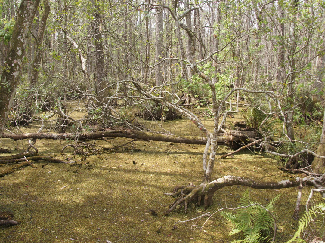 Brooker Creek Preserve-塔彭斯普林斯必去景点
