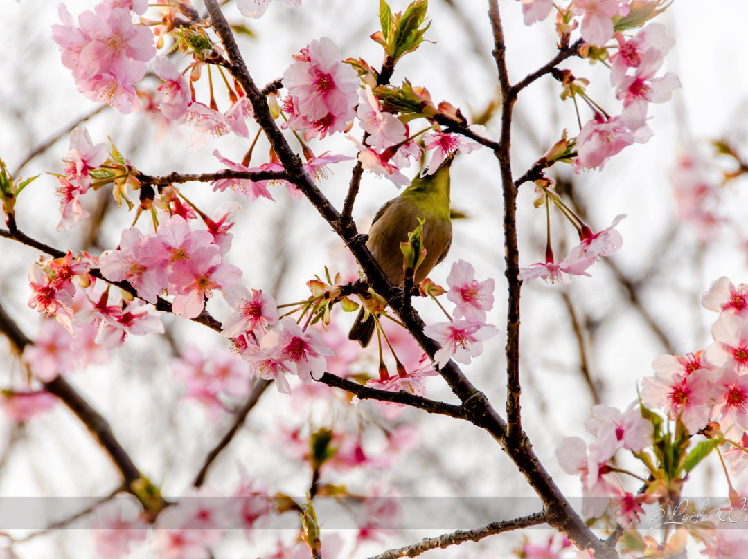 Akatsukayama Park (Gyogyo Land)-丰川市必去景点