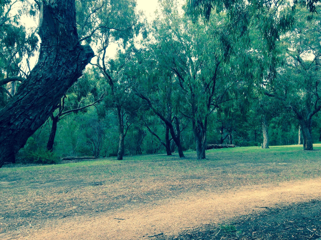 Cootamundra Walk景点图片