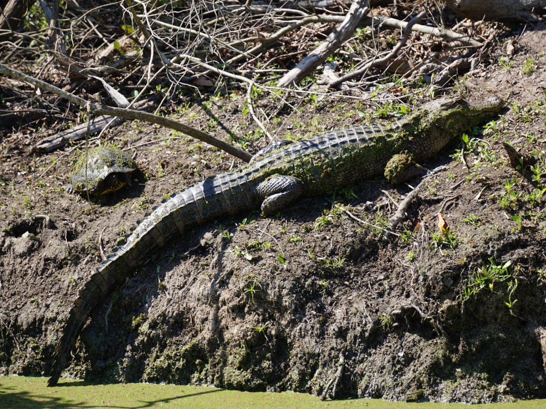 Beach Rentals And More-费尔南迪纳岛必去景点