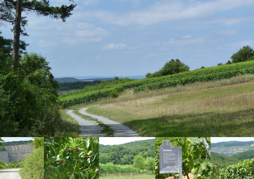 Wine Hiking-Würzburg