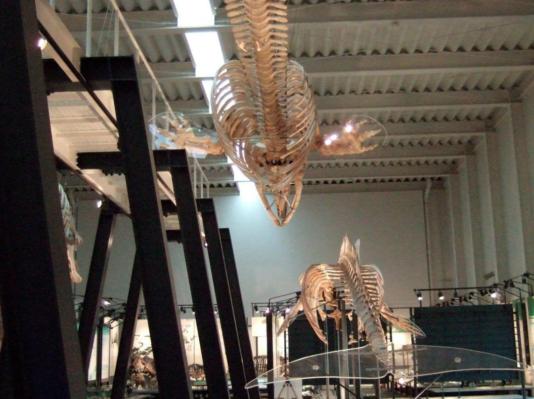 足寄动物化石博物馆-足寄町必去景点