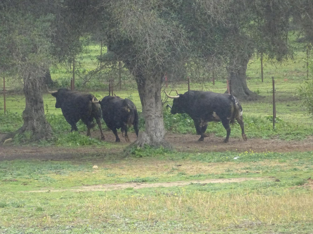 Bull Watch Cadiz景点图片