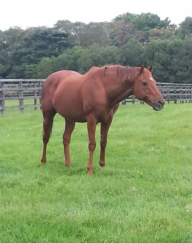 Breeders Stallions Station-日高町必去景点