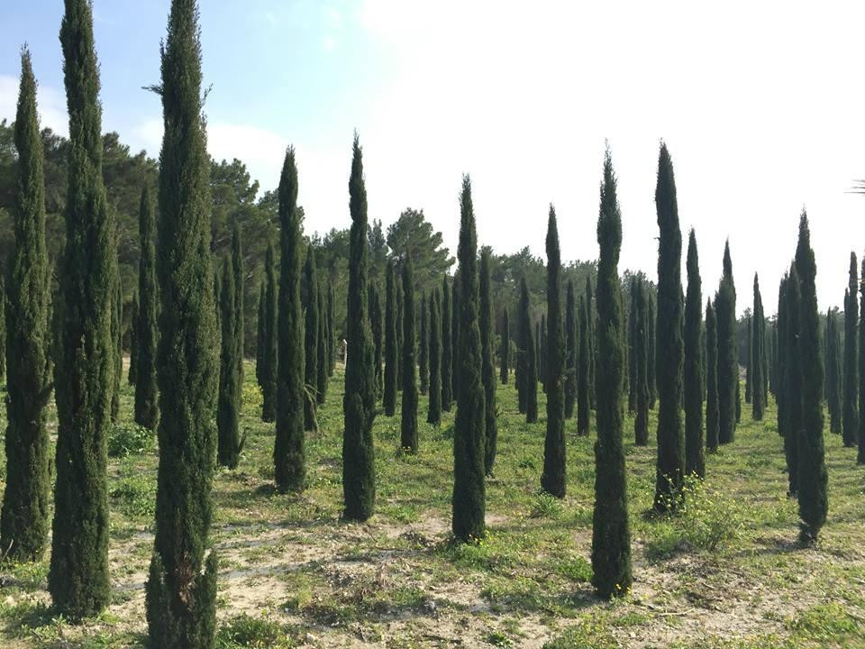 Urla Vines景点图片