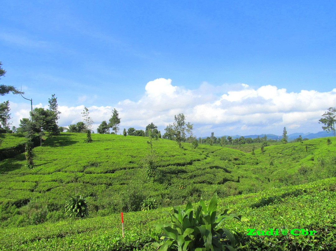 Tanjung Sari Tea Garden景点图片
