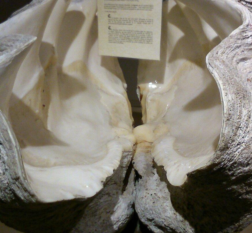 Musée de la Nacre - Gallet Nacres-Ile d'Aix必去景点