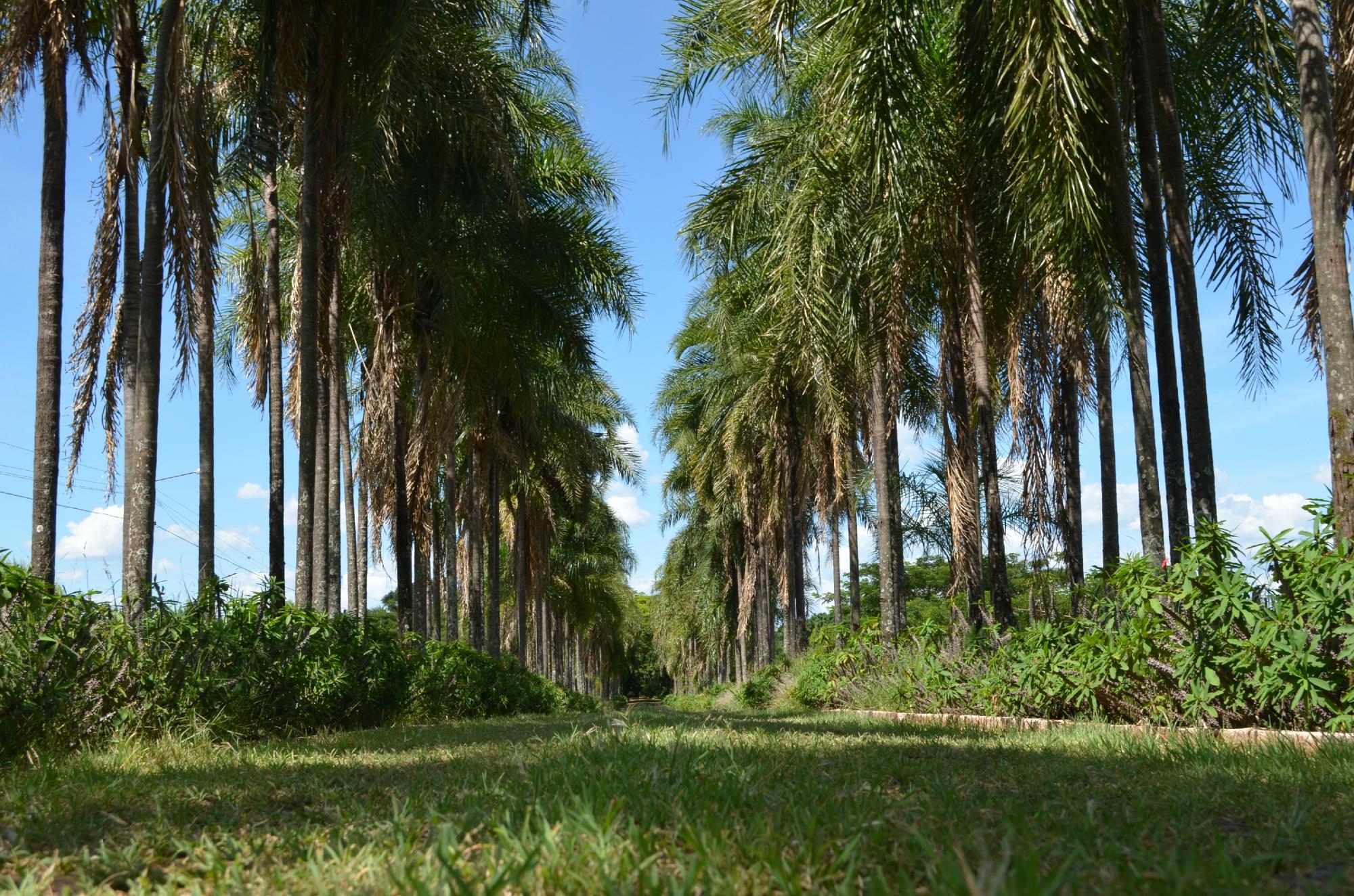Paineiras Hotel Fazenda-客卧