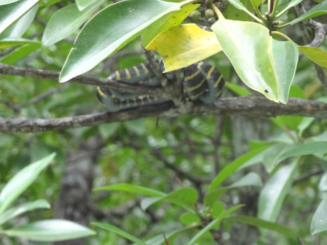 Mangrove River景点图片