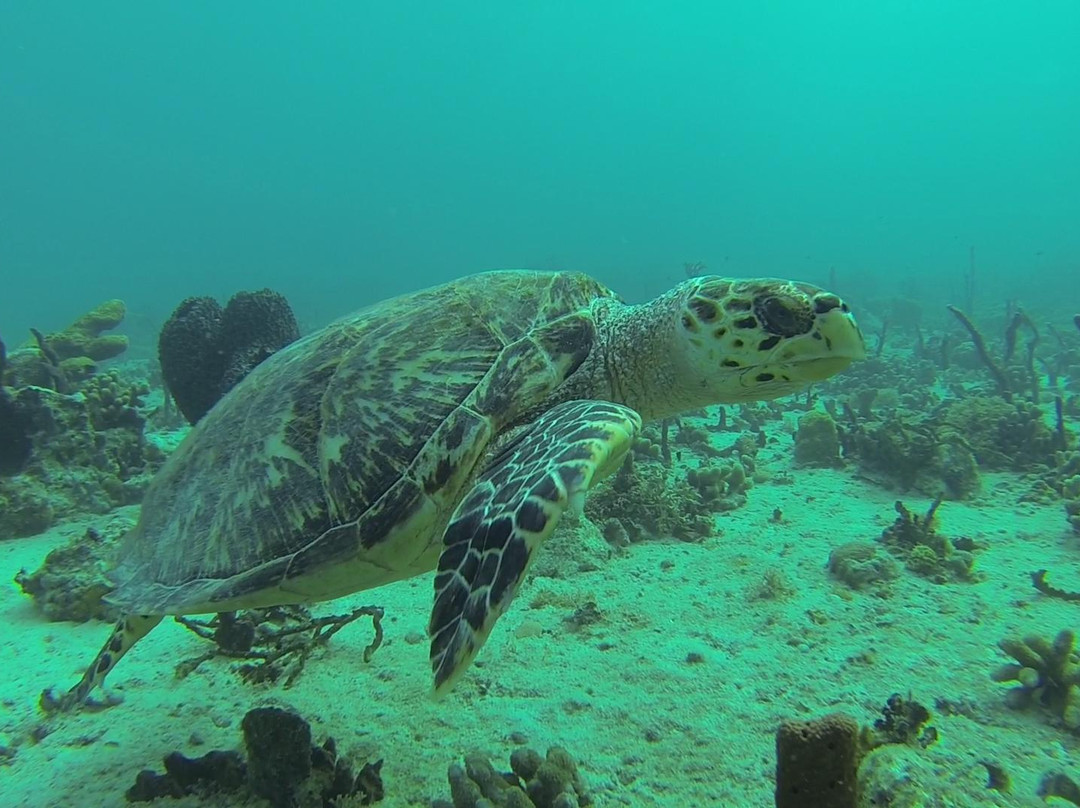 Man'balaou Club de Plongée-Saint Louis必去景点