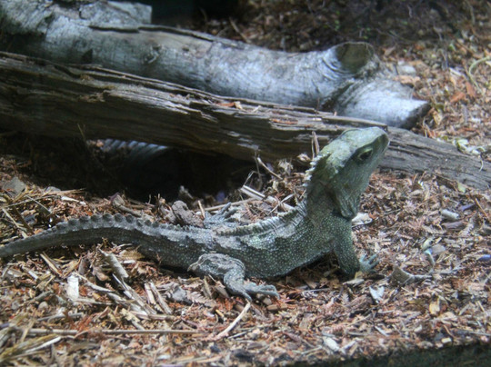 彩虹泉自然公园-罗托鲁瓦必去景点
