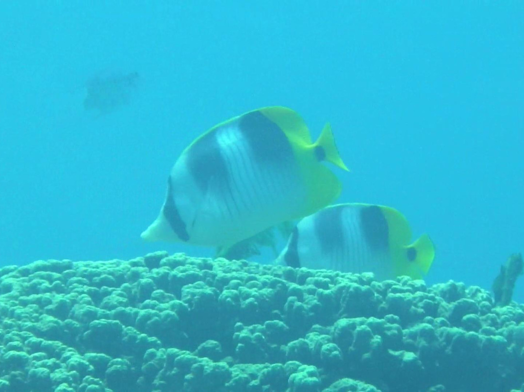 Seawalker Tours-Piti必去景点