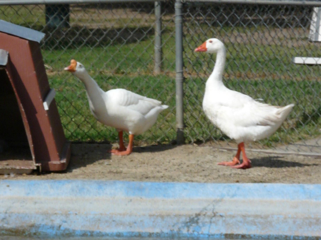 Montebello Barnyard Zoo-蒙特贝洛必去景点