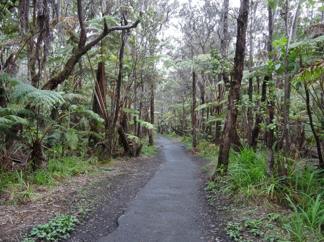 瑟斯顿熔岩隧道-夏威夷火山国家公园必去景点
