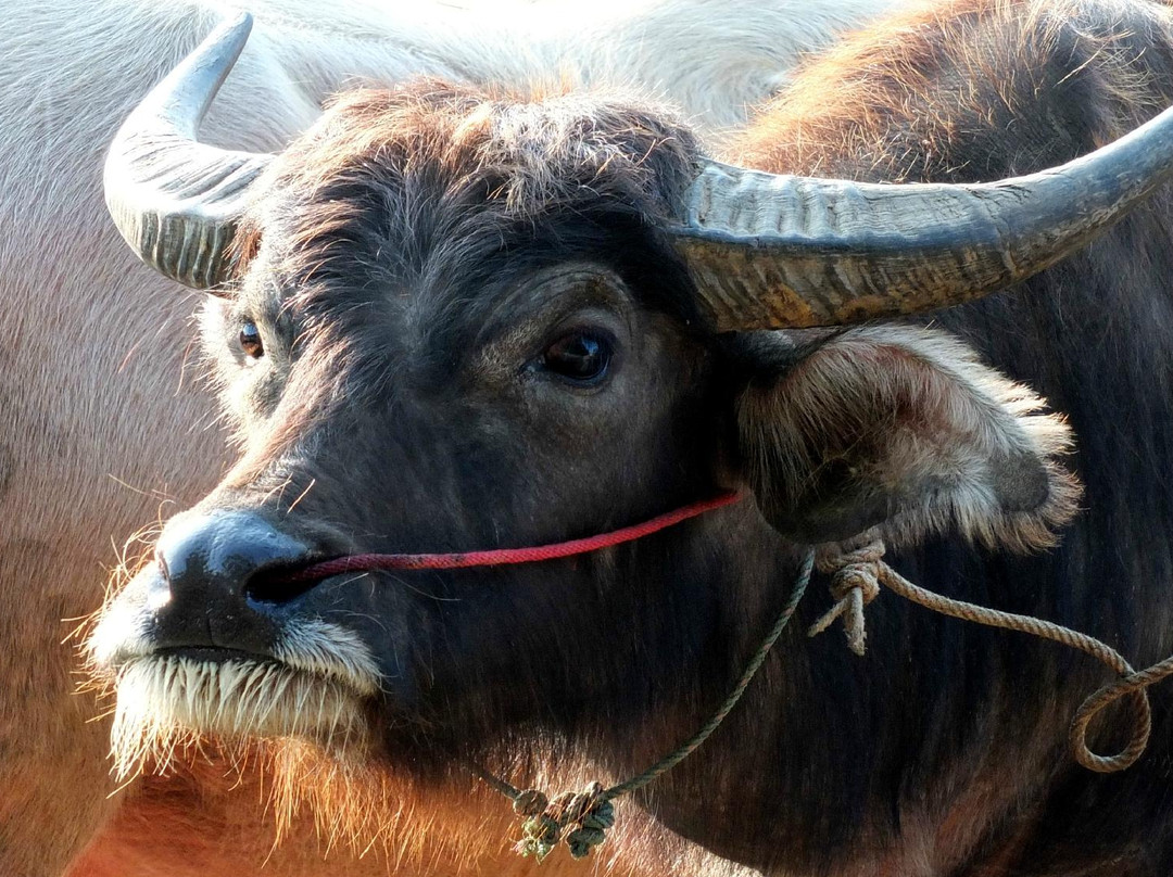 Sanpatong buffalo market-讪巴东必去景点