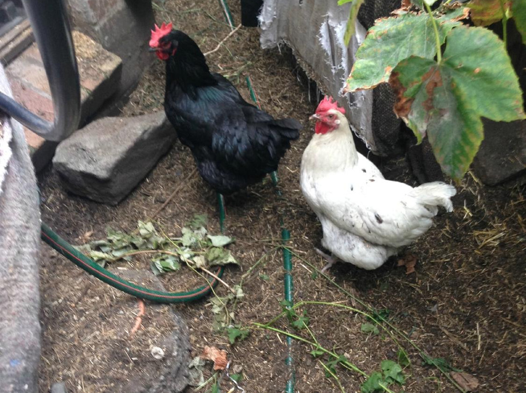 迈克尔·莫柏的可持续发展住宅-悉尼必去景点