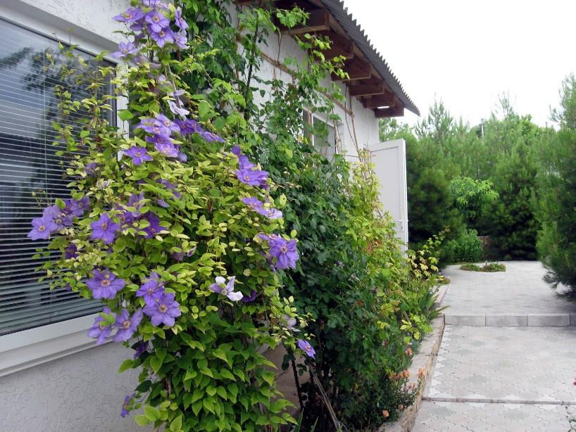 Guest House Bamboo Yard