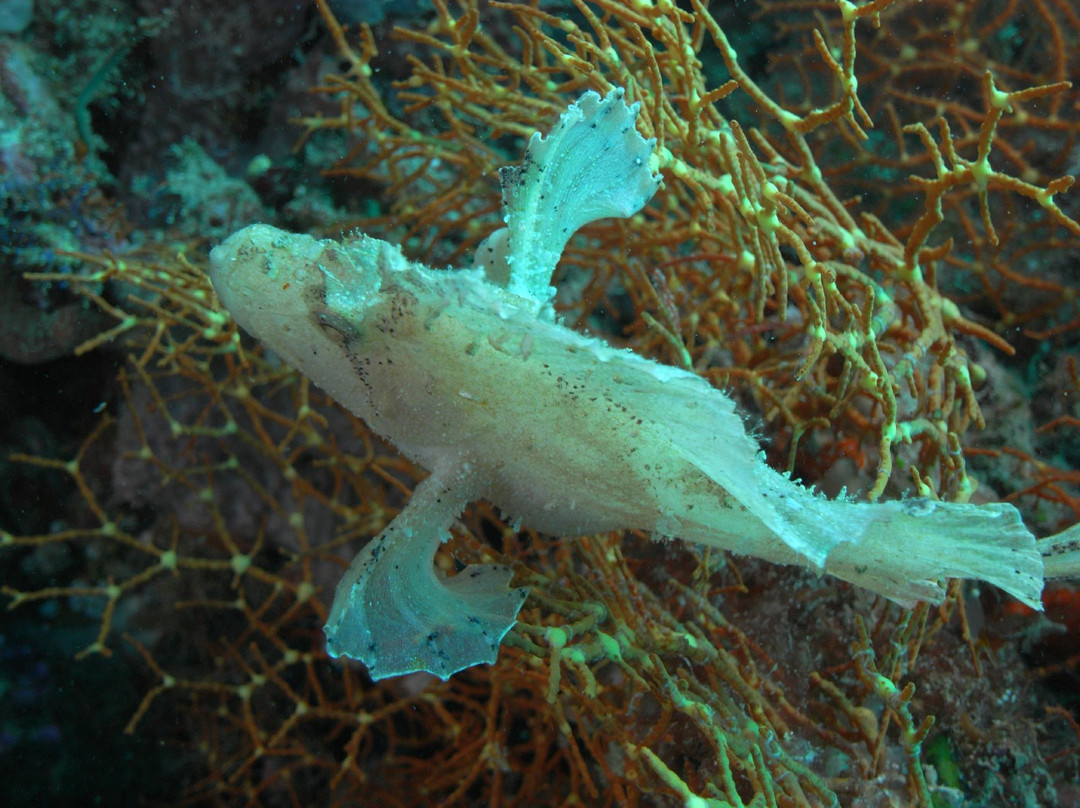 Euro-Divers Vilamendhoo景点图片
