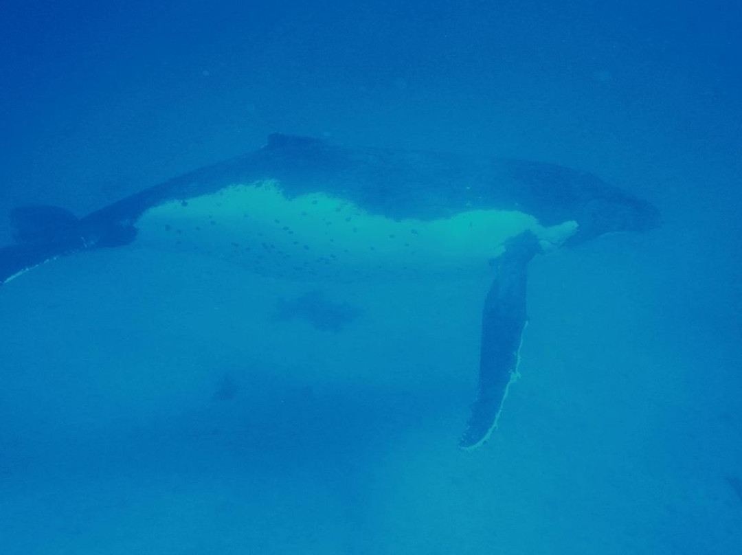 Ha'apai Whale and Sail Ltd-Uoleva Island必去景点