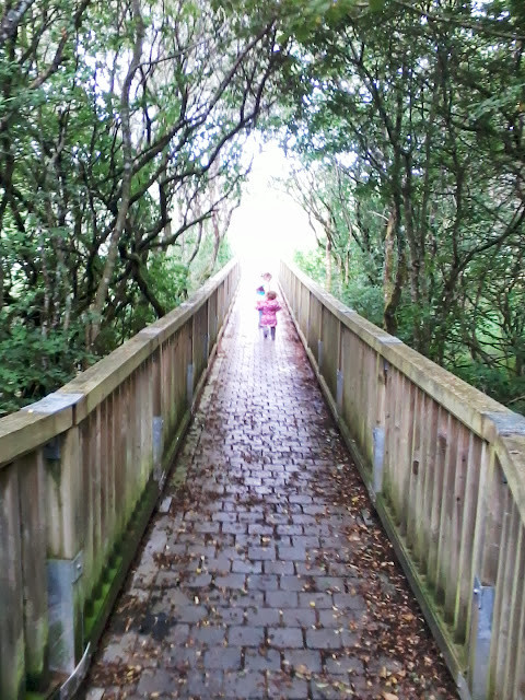 Dromore Wood Nature Reserve-恩尼斯必去景点