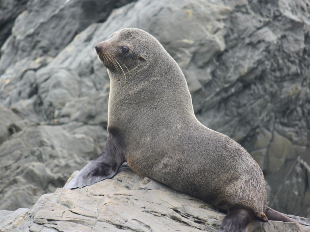 Seal Coast Safari景点图片