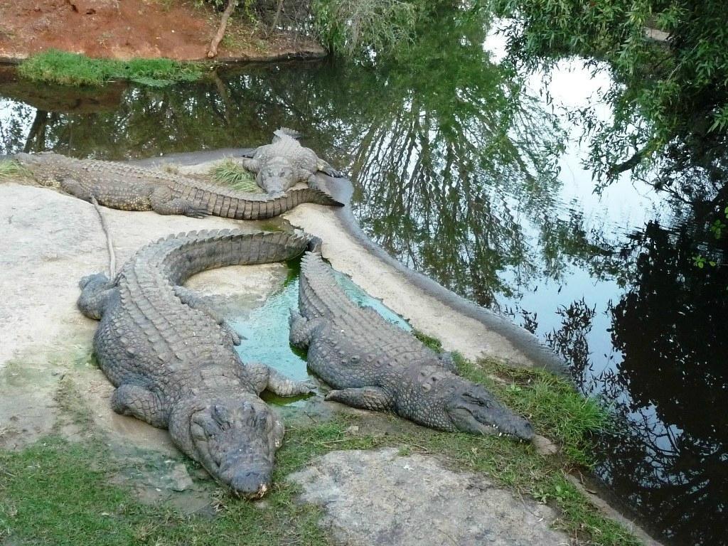 Kwena Crocodile Farm景点图片