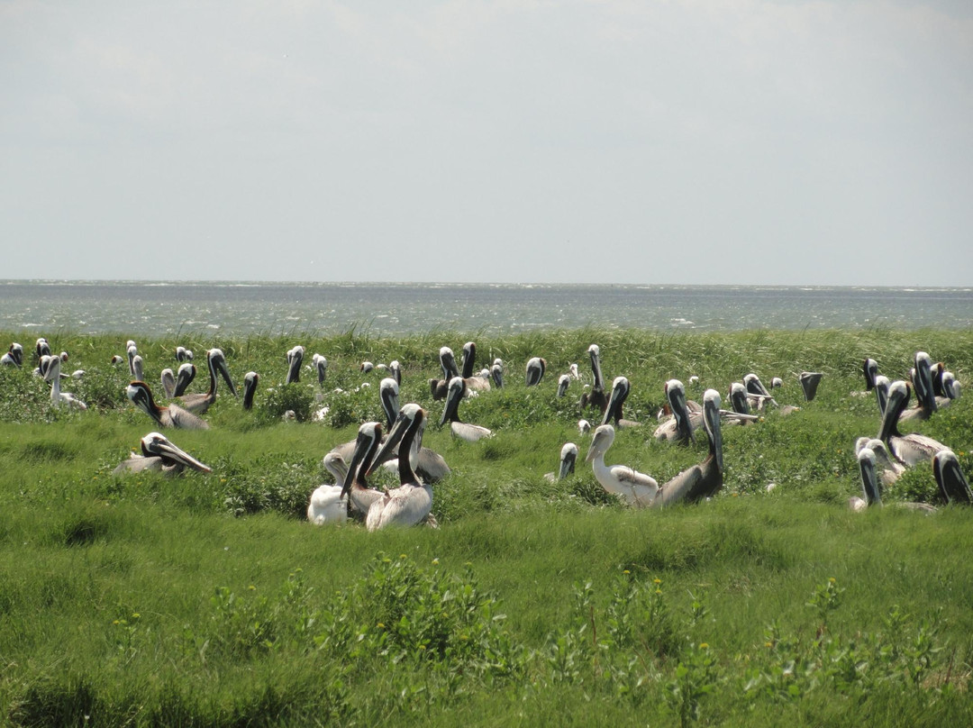 Portsmouth Island Boat Tour-Ocracoke必去景点