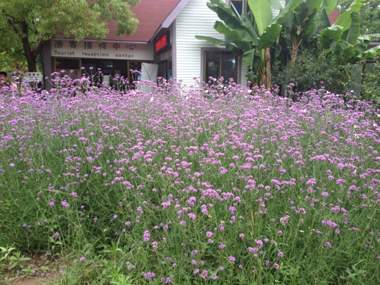 紫海鹭缘浪漫庄园-崇明县必去景点