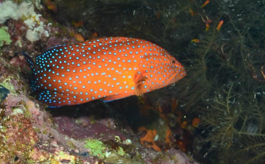 Pro Divers Corner-赫尔格达必去景点