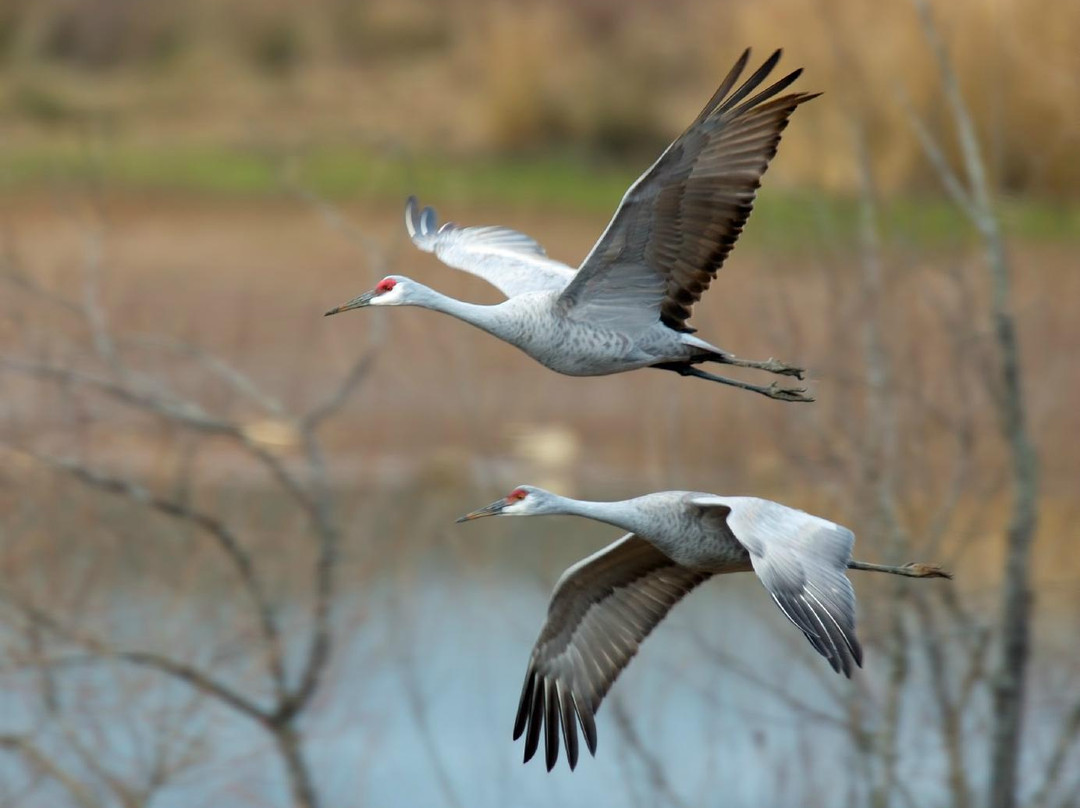 Hiwassee Wildlife Refuge-Birchwood必去景点
