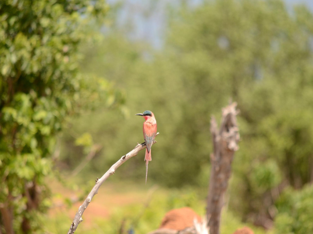 Steenbok Safari景点图片