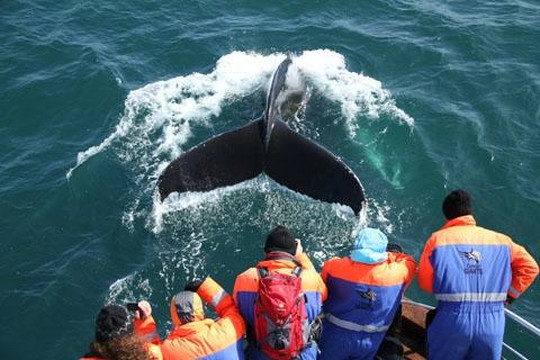Gentle Giants Whale Watching-胡萨维克必去景点