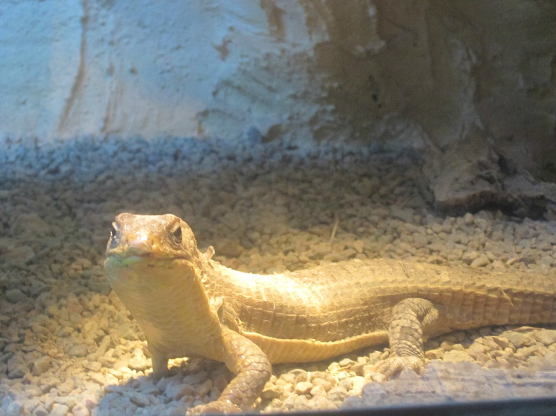 The National Reptile Zoo-Gowran必去景点