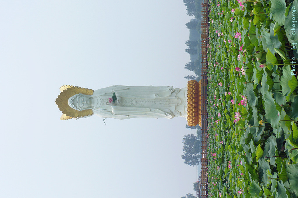 白洋淀之窗-安新县必去景点